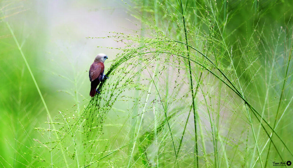 Người ngắm thiên nhiên hoang dã qua Cánh chim đại ngàn - Phú Mỹ Hưng ...