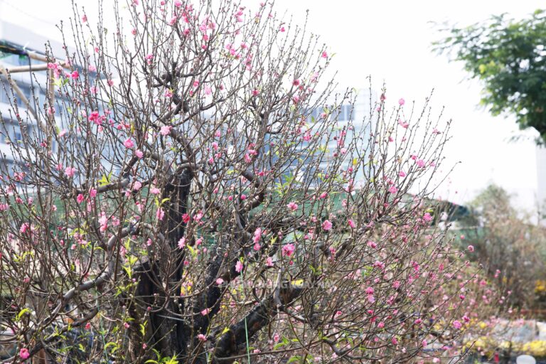 Chợ hoa Tết Phú Mỹ Hưng: Sẵn sàng cho ngày mở cửa