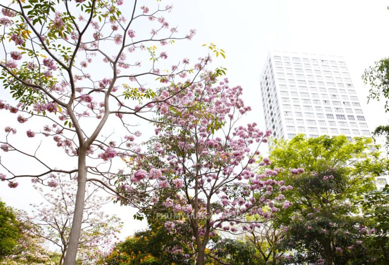 Kèn hồng khoe sắc ở Phú Mỹ Hưng, nhiều người náo nức “check – in”